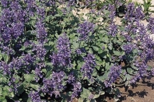 Nepata 'Mussini'